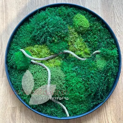 قاب خزه‌ای مدل M105