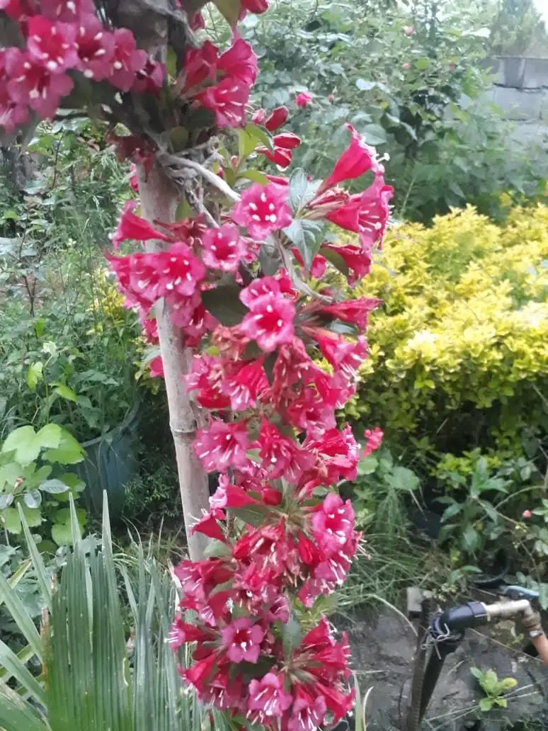 گلخانه