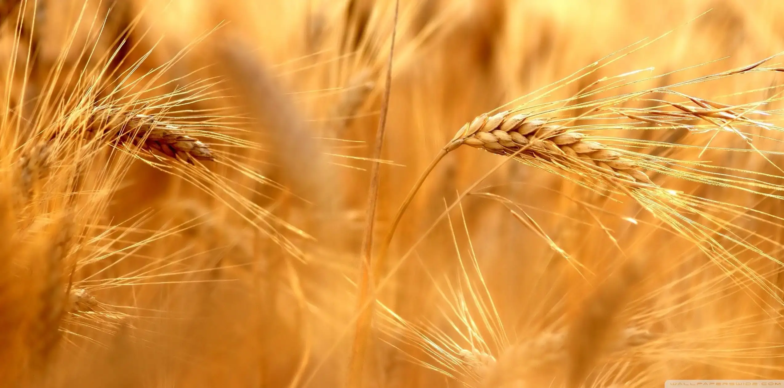 کشاورزی (Agriculture)